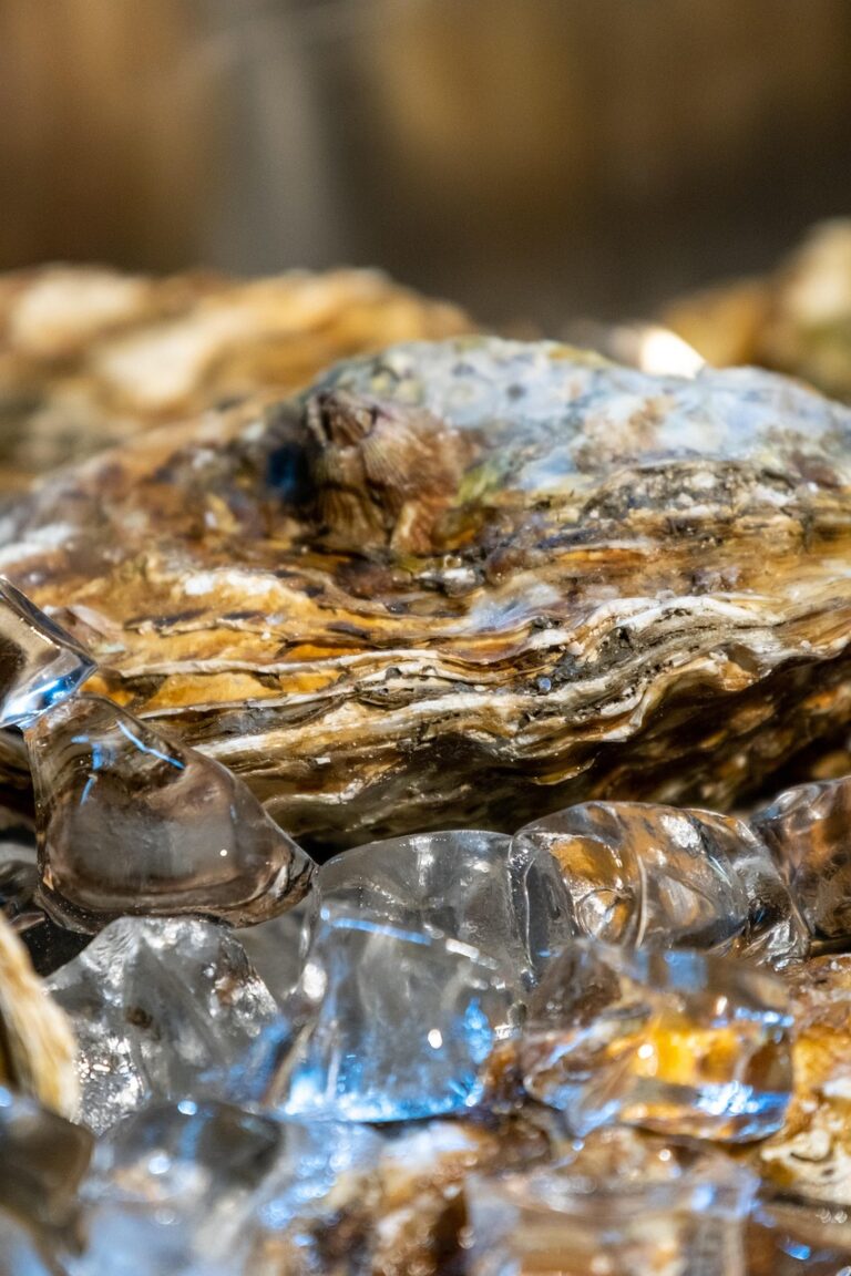 raw oyster, seafood, clam, food, fresh, dining, ice