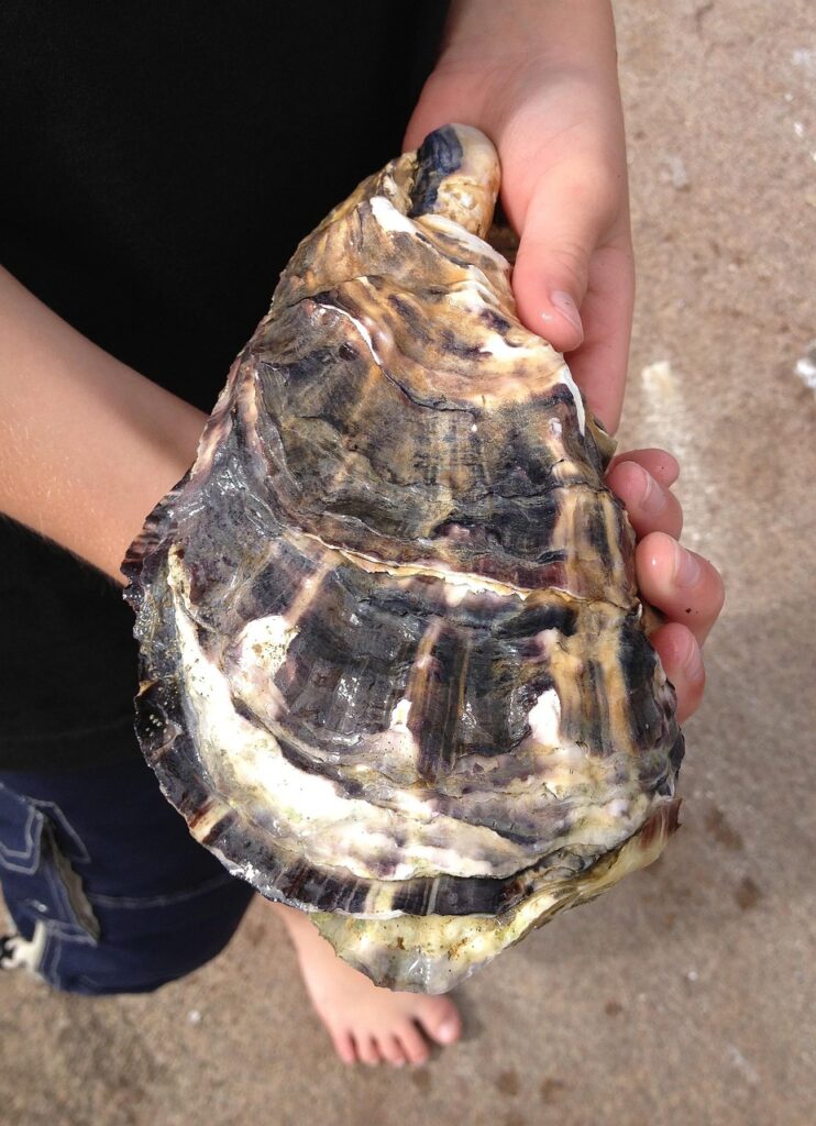 oyster, japanese giant oyster, giant oysters, the west coast, seafood, shell